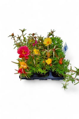 Portulaca (Vygie) Mixed Colours Seedlings 6 Pack