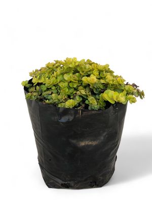 Creeping Jenny Gold  2 Liter