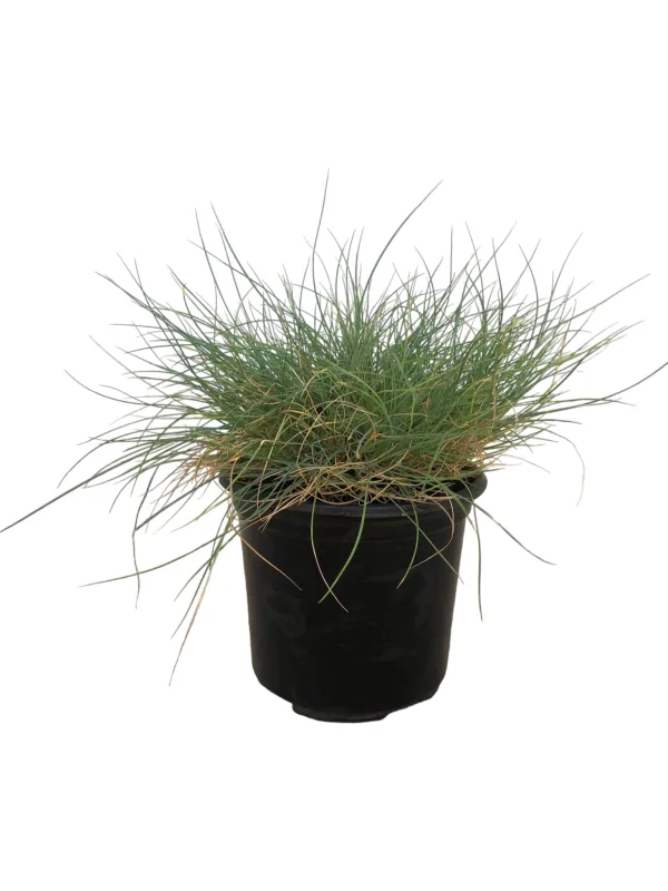Festuca Glauca Grey 12.5cm Pot