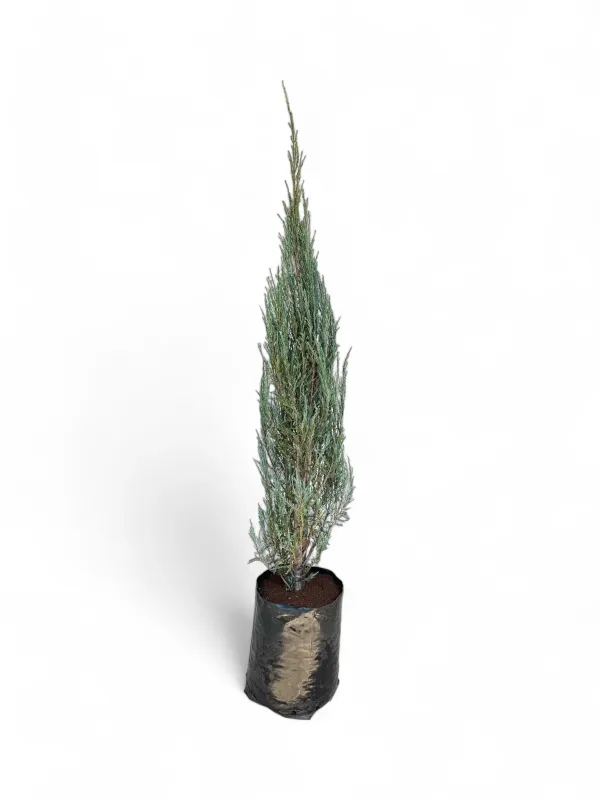 Juniperus Scopulorum "Sky Rocket" 20 Liter