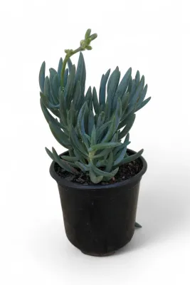 Senecio "Blue Fingers" 12cm Pot