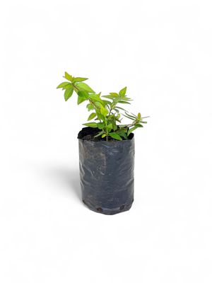 Abelia Grandiflora 'Francis Mason' 1 Liter