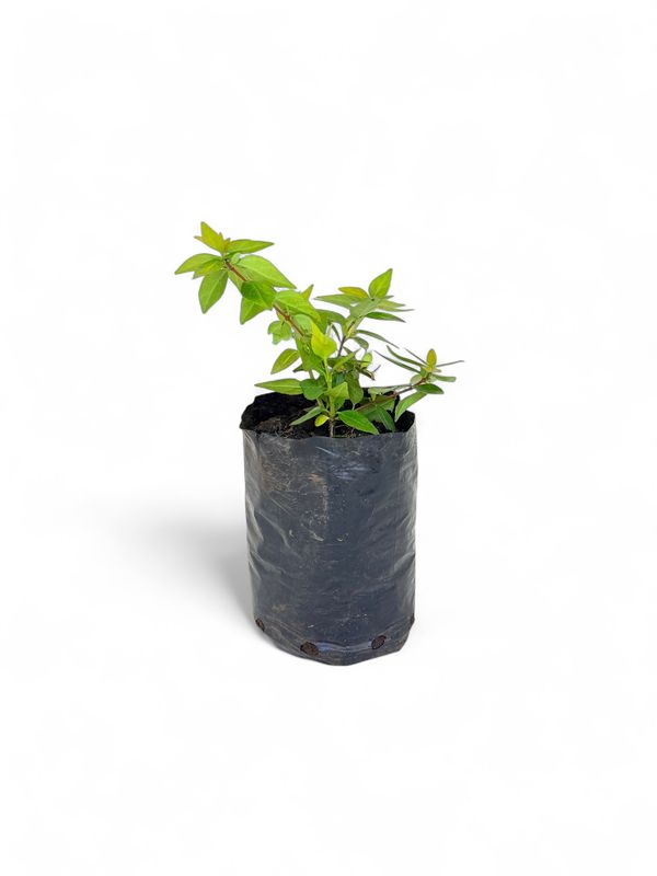 Abelia Grandiflora 'Francis Mason' 1 Liter