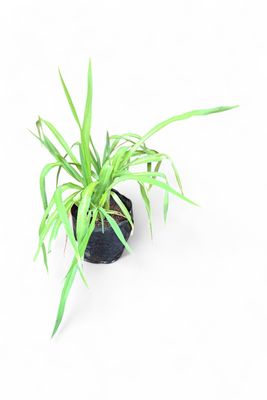 Hemerocallis Day Lily Mixed Colours 2L