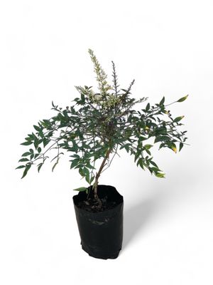 Nandina Domestica 10 liter
