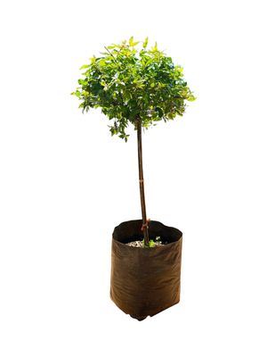 Abelia Francis Mason Standard 10L