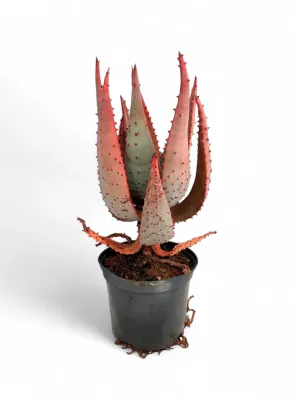 Aloe Marlothii 15cm