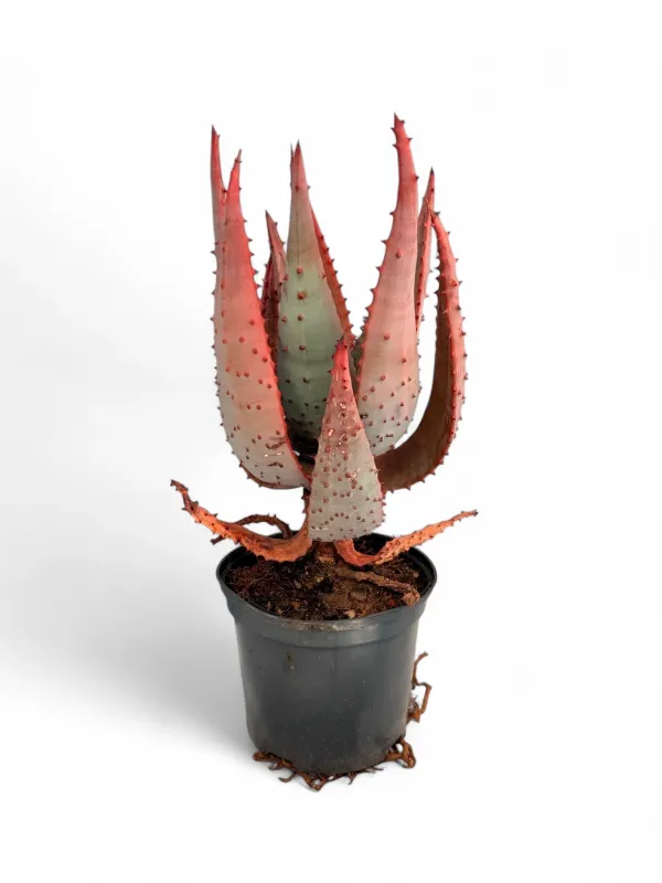 Aloe Marlothii 15cm