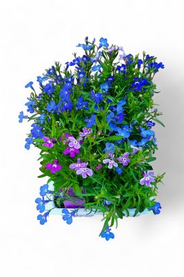 Lobelia "Mixed Colours" Seedlings 6 Pack