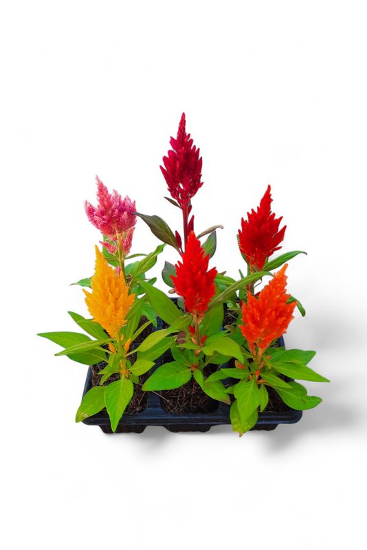 Celosia Mixed Colours Seedlings 6 Pack
