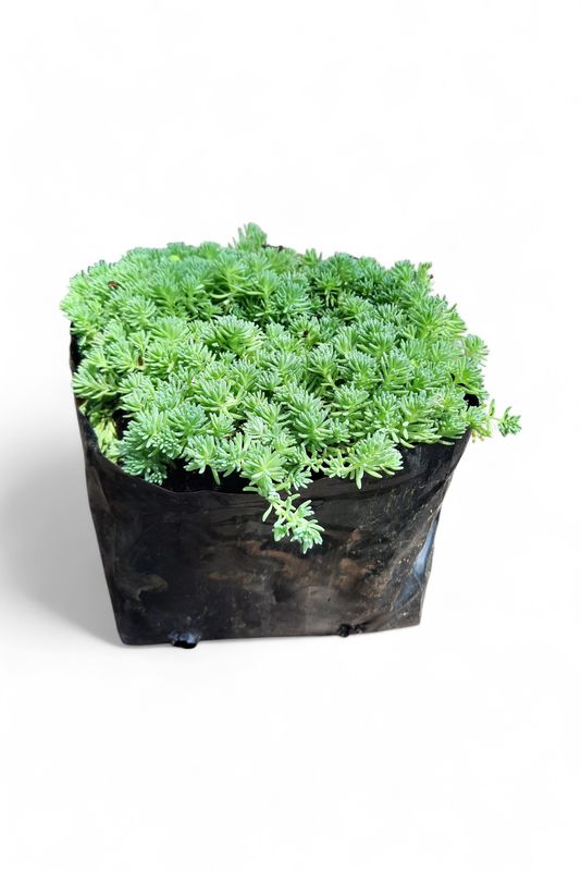 Sedum Reflexum "Fine Leaf Stonecrop" 2Liter