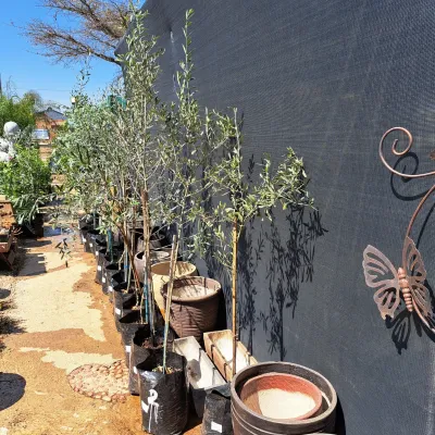 Olive Arbequina 20 Liters