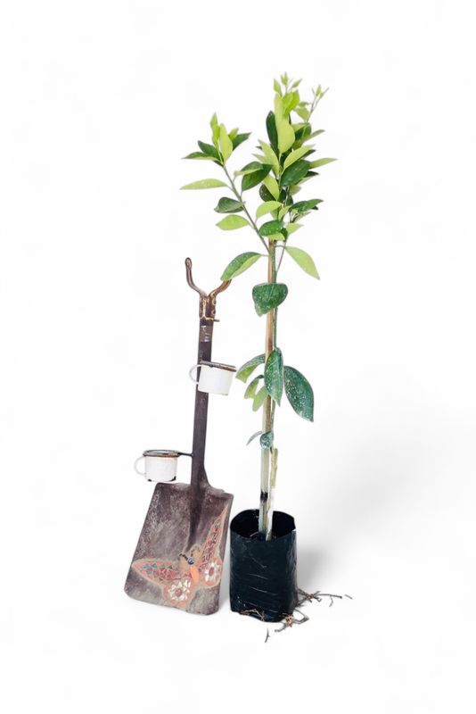 Citrus Valencia Orange Tree 5L