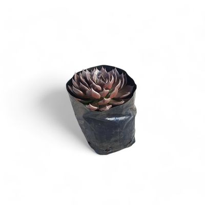 Echeveria "Black Prince"  2.5 liter