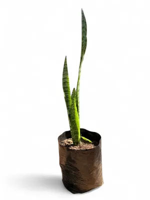 Sansevieria trifasciata (Green Snakeplant) 10 Liter