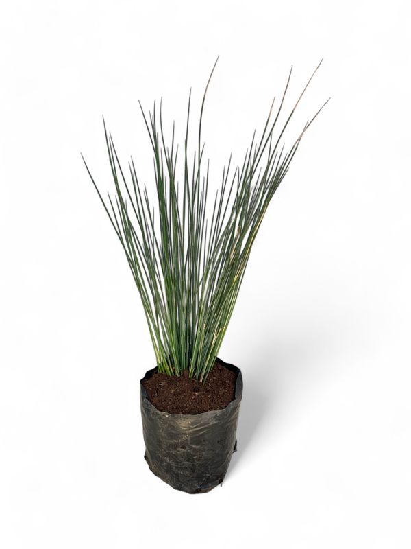 Juncus Inflexus "Blue Dart" 4 liters