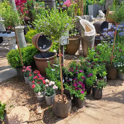 Freylinia Tropica Blue Patio Standard 10 liter