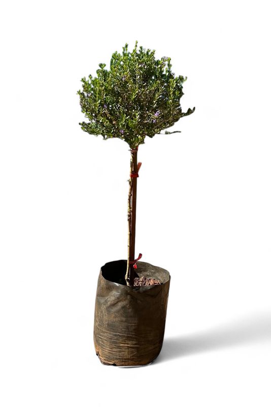 Freylinia Dark Purple Short Standard 10 liter