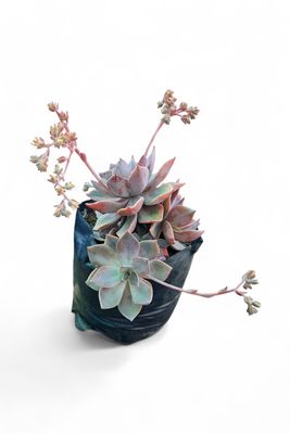 Echeveria Elegans 'Rock Rose'  Purple 4 liter