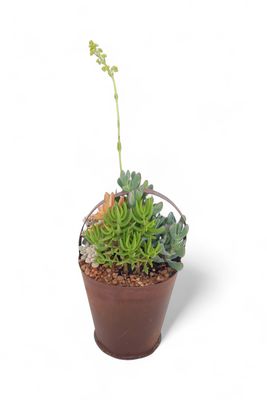 Tin Basket with Succulent Mix