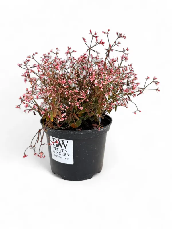 Euphorbia 'Tickled Pink' (PBR) 17cm Pot NEW!!!!