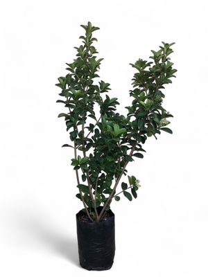 Viburnum Bush 20 Liter
