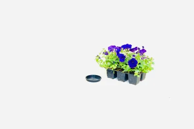 7,5cm Saucer Black Width 7.5cm