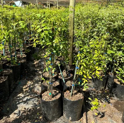 Pandorea jasminum Rosea 10 Liter Pandorea jasminum Rosea 10 Liter