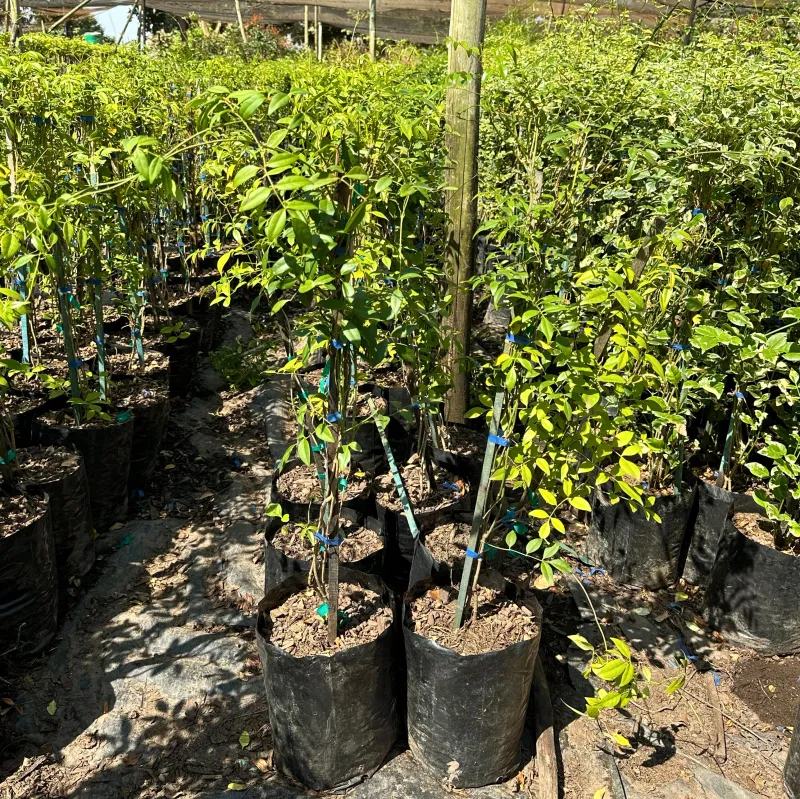 Pandorea jasminum Rosea 10 Liter