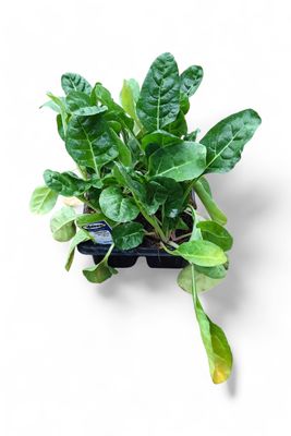 Spinach Swiss Chard Fordhook Giant 6 Pack Veg Seedlings