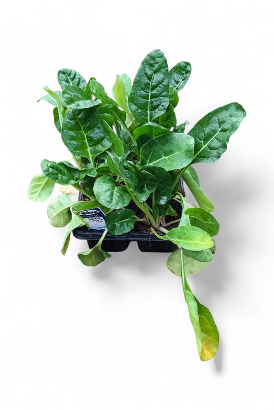 Spinach Swiss Chard Fordhook Giant 6 Pack Veg Seedlings