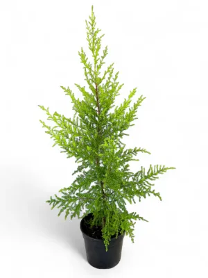 Cupressus Macrocarpa 'Gold Crest' 14cm Cupressus Macrocarpa 'Gold Crest' 14cm