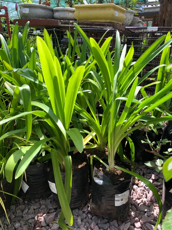 Agapanthus Large Blue 2 Liter