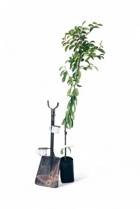 Citrus Rough Lemon Tree 5L