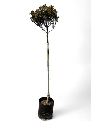 Syzigium Paniculatum Tall Standard "120cm Stem" 10 Liter