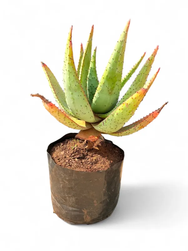 Aloe Marlothii 30 Liter