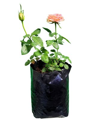 Garden And Home Rose Bush 5Liter