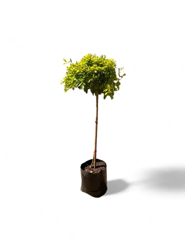 Duranta- Gold Standard Standard 10 Liter