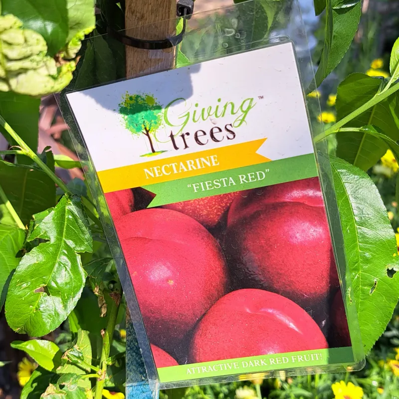 Nectarine "Fiesta Red" 10L