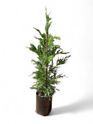 Cupressocyparis Leylandii 10L