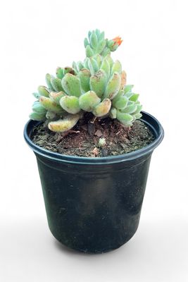Echeveria Wolie Rose 15cm Pot