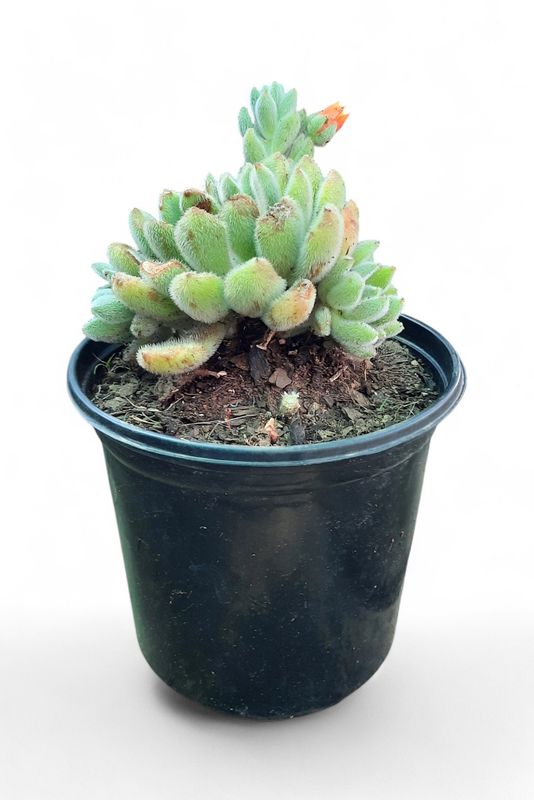 Echeveria Wolie Rose 15cm Pot
