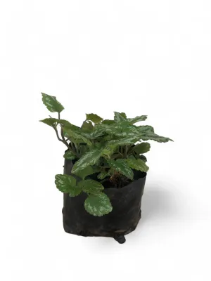 Lamium Maculatum 2 Liter