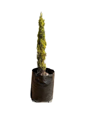 Cupressus Sempervirens Swanes Gold 40 Liter