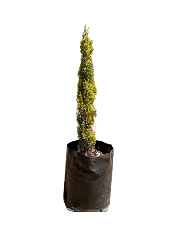 Cupressus Sempervirens Swanes Gold 40 Liter