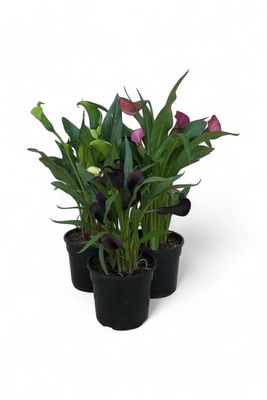 Zantedeschia 'Lilly Plant' Various Colors 14cm