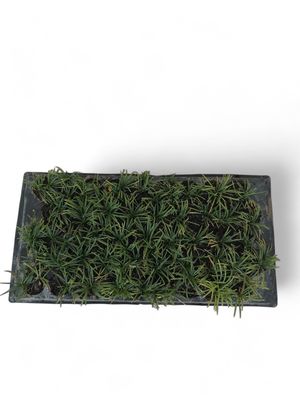 Ophiopogon Mondo grass Grass Kyoto Dwarf "45 plant"  pack