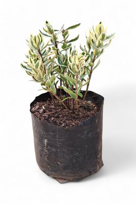 Hebe Franciscana 2.5L