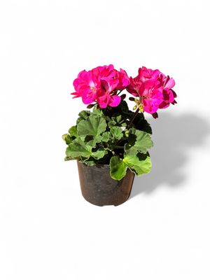 Geranium Pelargonium Zonale Mixed Colours 15cm