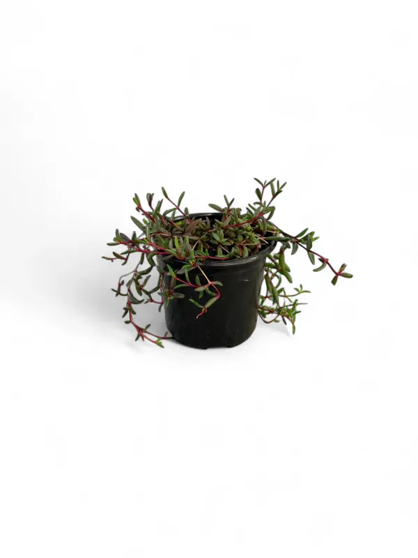 Delosperma vinaceum "Ice Plant" 12cm Pot